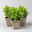 Bio Raublatt-Aster 'Purple Dome' violett, Topf 11x11 cm, 3 Pflanzen