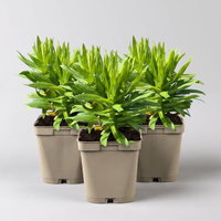 Bio Raublatt-Aster 'Purple Dome' violett, Topf 11x11 cm, 3 Pflanzen Bio Raublatt-Aster 'Purple Dome' violett, Topf 11x11 cm, 3 Pflanzen