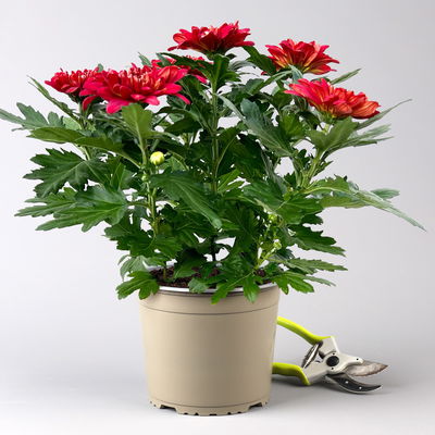 Chrysantheme 'Chrysanne® Zembla', rot, großblumig, Topf-Ø 17 cm, 2 Pflanzen Chrysantheme 'Chrysanne® Zembla', rot, großblumig, Topf-Ø 17 cm, 2 Pflanzen