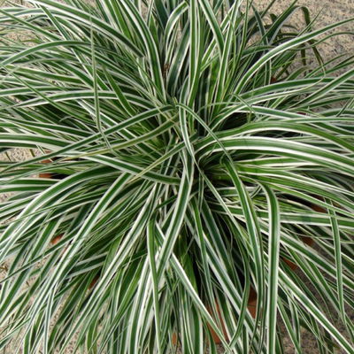 Bio Japansegge 'Everest', grün-weiß, Topf-Ø 12 cm, 3 Pflanzen Bio Japansegge 'Everest', grün-weiß, Topf-Ø 12 cm, 3 Pflanzen