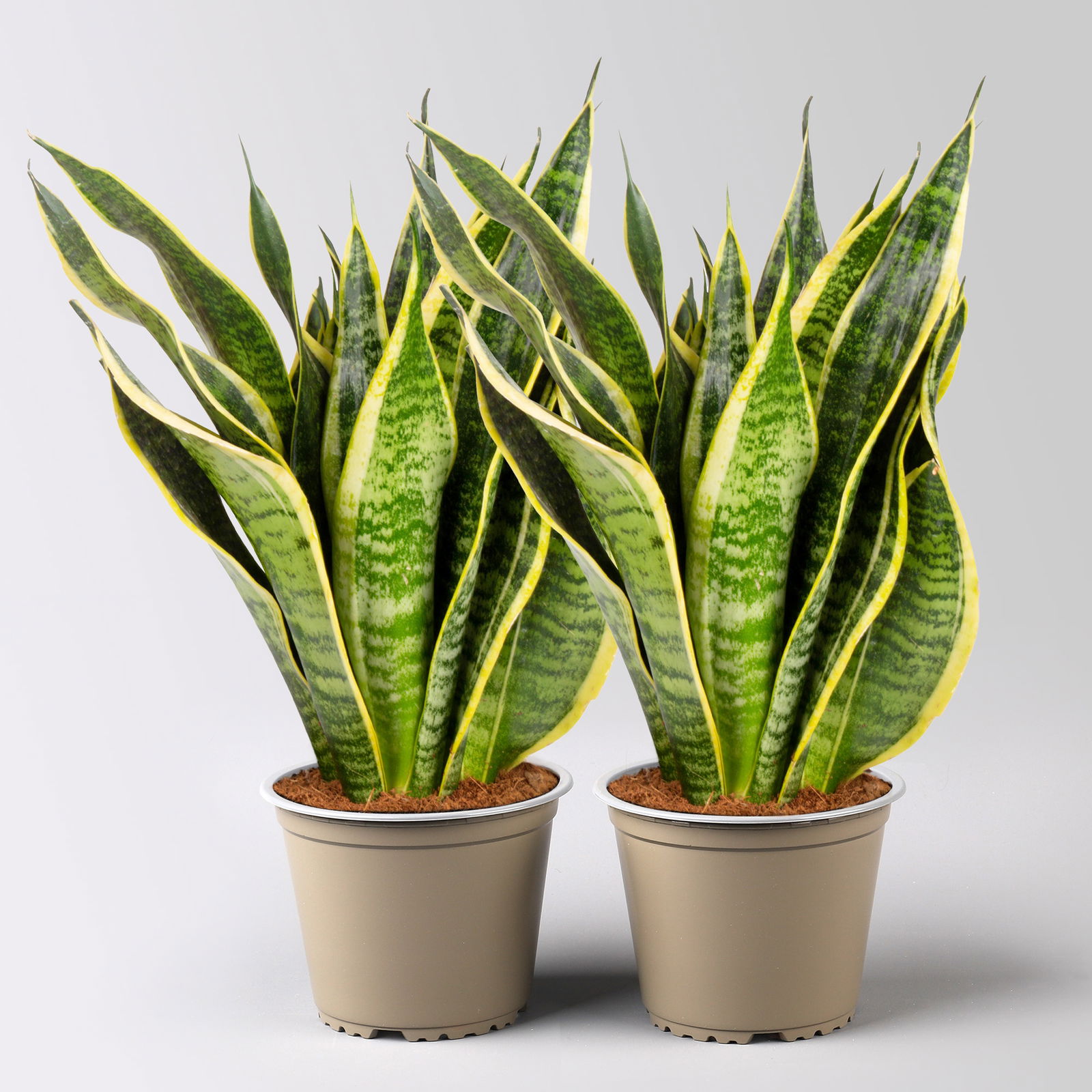 Bogenhanf 'Superba', Topf-Ø 14 cm, Höhe ca. 45 cm, 2 Pflanzen