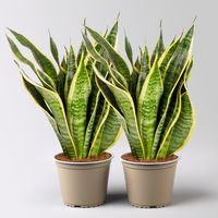 Bogenhanf 'Superba', Topf-Ø 14 cm, Höhe ca. 45 cm, 2 Pflanzen