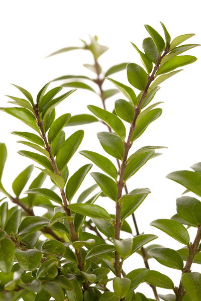 Neudorff Balsamol Blattdünger, 250 ml Neudorff Balsamol Blattdünger, 250 ml