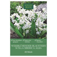 Weißes Blausternchen (Scilla Silberica alba) weiß, 20 Blumenzwiebeln