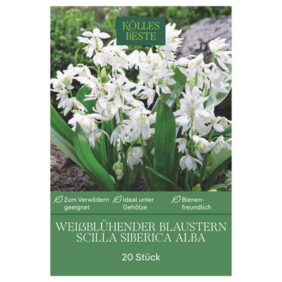Weißes Blausternchen (Scilla Silberica alba) weiß, 20 Blumenzwiebeln Weißes Blausternchen (Scilla Silberica alba) weiß, 20 Blumenzwiebeln