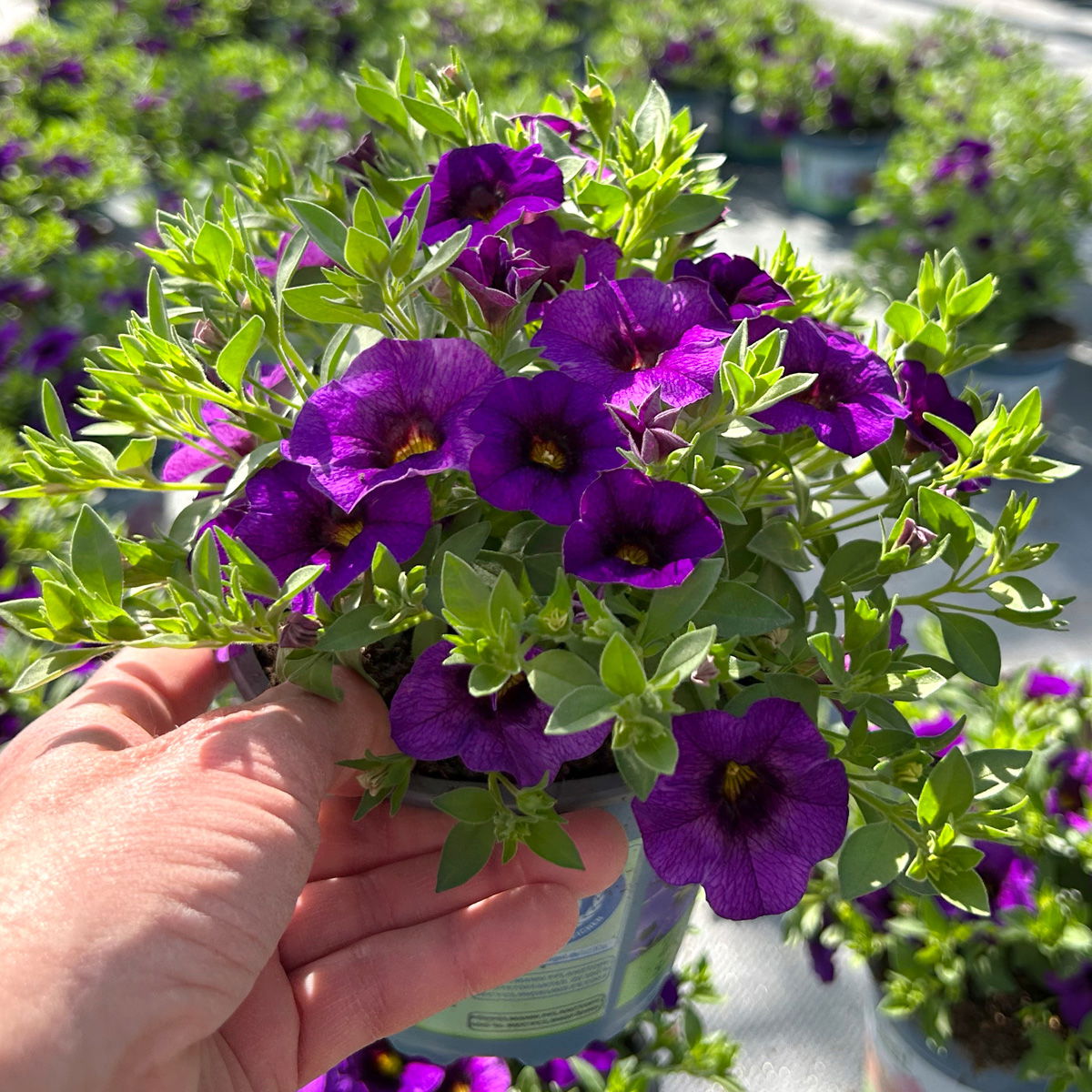 Zauberglöckchen 'Cabaret® Early Blue' lila-blau, Topf-Ø 13 cm, 6 Pflanzen