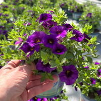 Zauberglöckchen 'Cabaret® Early Blue' lila-blau, Topf-Ø 13 cm, 6 Pflanzen
