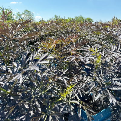 Rotlaubiger Holunder 'Black Lace'® ('Eva'PBR) Rotlaubiger Holunder 'Black Lace'® ('Eva'PBR)