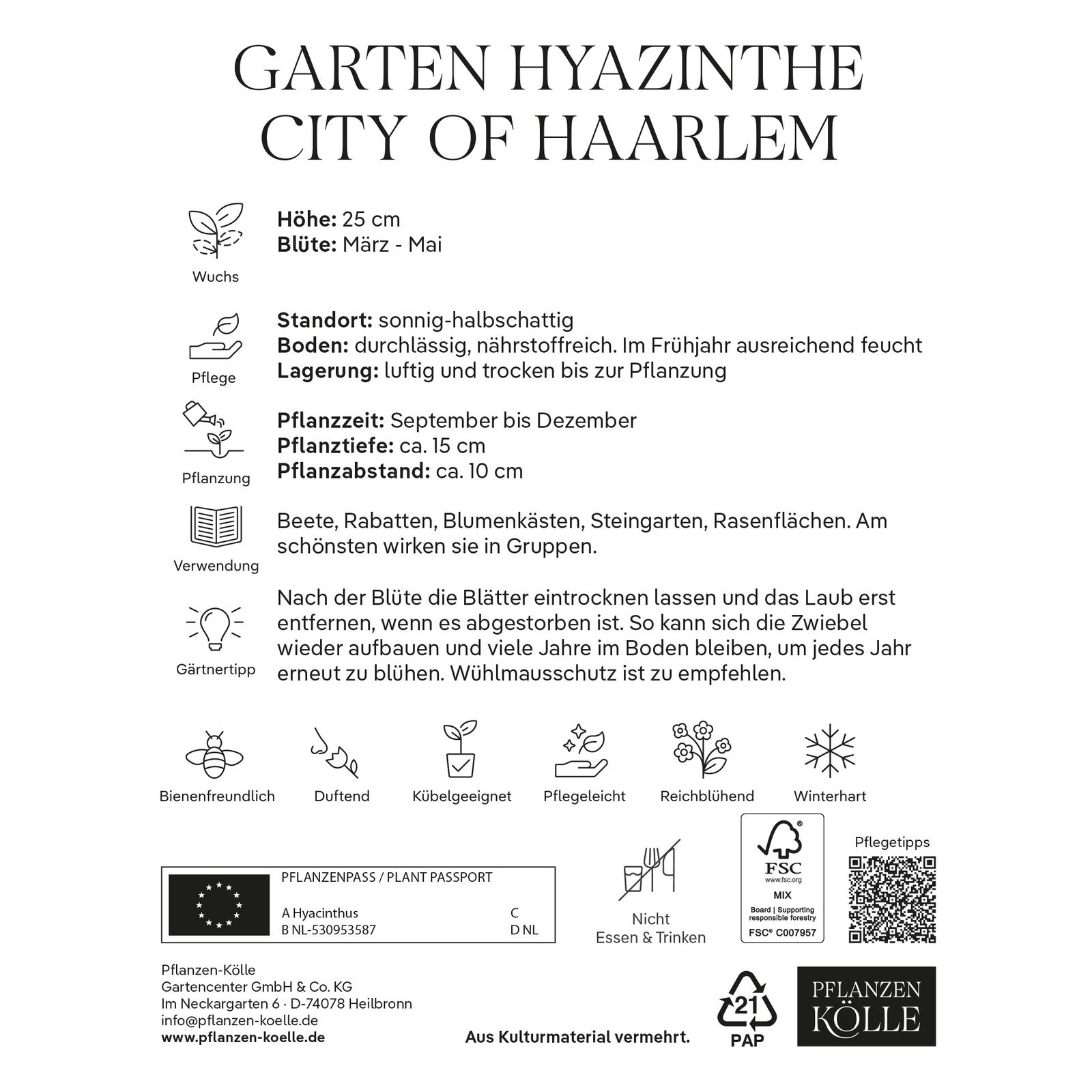 Garten-Hyazinthen 'City of Haarlem', gelb, 5 Blumenzwiebeln