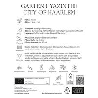 Garten-Hyazinthen 'City of Haarlem', gelb, 5 Blumenzwiebeln