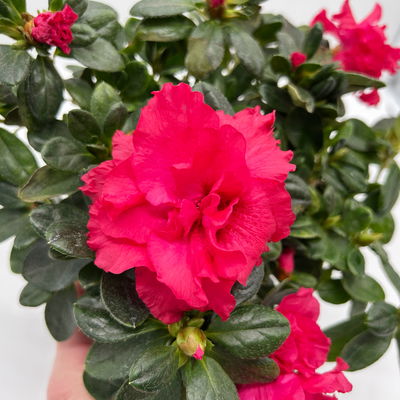 Azalee 'Vogel' Mix, gefüllt, Topf-Ø 11 cm, Höhe ca. 20 cm, 8 Pflanzen Azalee 'Vogel' Mix, gefüllt, Topf-Ø 11 cm, Höhe ca. 20 cm, 8 Pflanzen