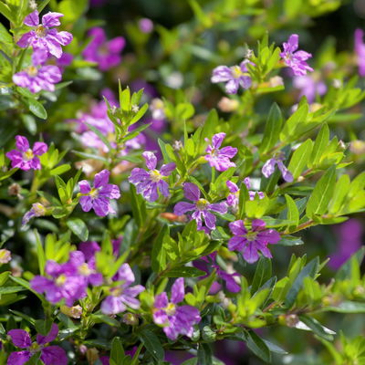 Japanische Scheinmyrte, lila/rosa, Topf-Ø 11 cm, 6 Pflanzen