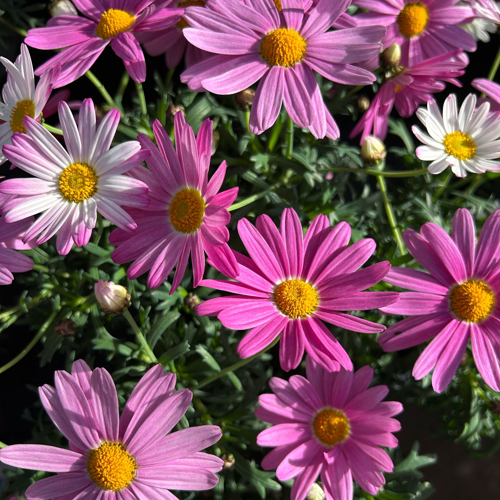 Margerite, Farben zufällig, Topf-Ø 11 cm, 8 Pflanzen