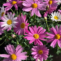 Margerite, Farben zufällig, Topf-Ø 11 cm, 8 Pflanzen