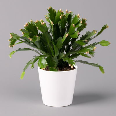 Weihnachtskaktus, orange, mit Übertopf weiß, Topf-Ø 12 cm, 2 Pflanzen