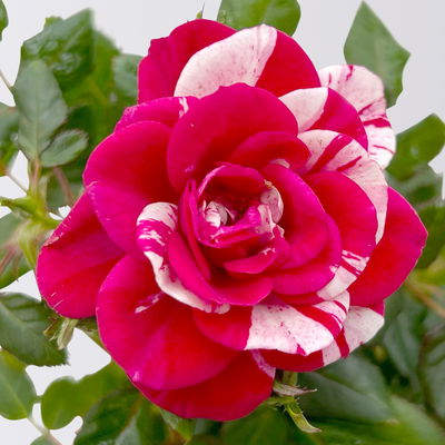 Rose 'Gigi', rot-weiß, Mini, Topf-Ø 7 cm, 8 Pflanzen