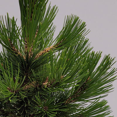 Zwerg Schlangenhautkiefer 'Little Dracula', Höhe 30-40 cm, Topf 4 Liter, 2er-Set Zwerg Schlangenhautkiefer 'Little Dracula', Höhe 30-40 cm, Topf 4 Liter, 2er-Set