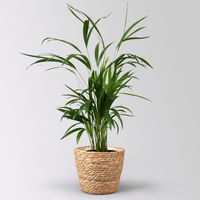 Goldfruchtpalme in Korb Osaka, Topf-Ø 17 cm, Höhe ca. 40-60 cm