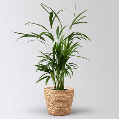 Goldfruchtpalme in Korb Osaka, Topf-Ø 17 cm, Höhe ca. 40-60 cm