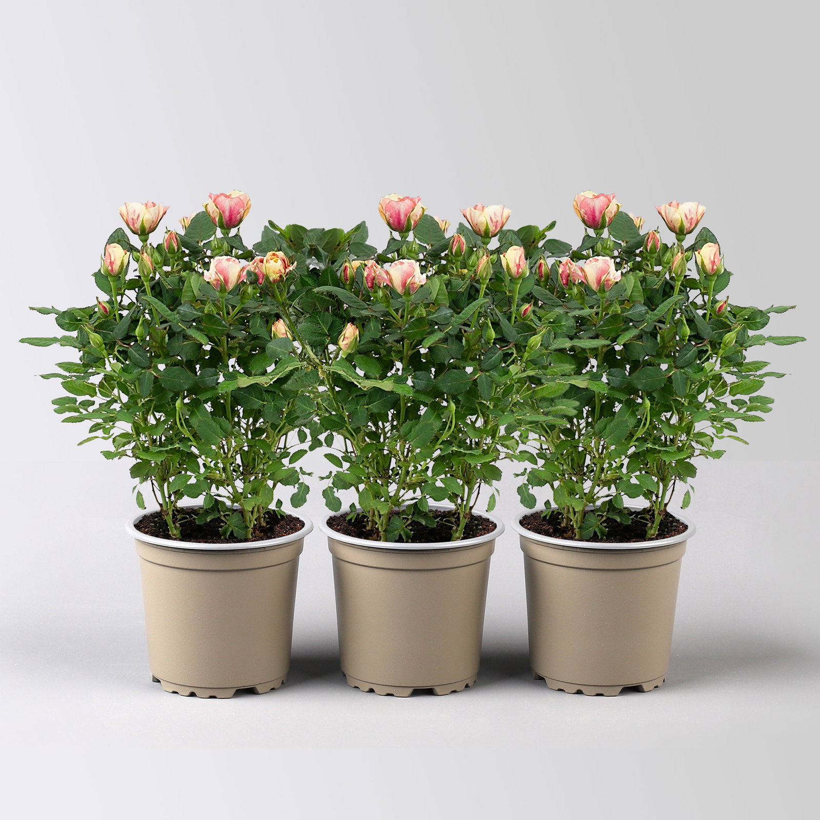 Rose 'Gosia', peach-gelb, Topf-Ø 10,5 cm, 3 Pflanzen