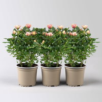 Rose 'Gosia', peach-gelb, Topf-Ø 10,5 cm, 3 Pflanzen