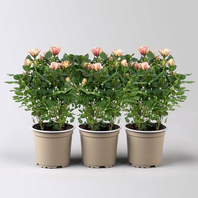 Rose 'Gosia', peach-gelb, Topf-Ø 10,5 cm, 3 Pflanzen