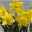 Narzisse 'Carlton' gelb, vorgetrieben, Topf-Ø 12 cm, 6er-Set