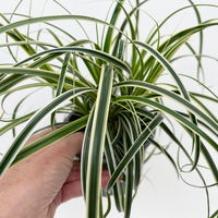 Bio Segge 'Feather Falls', gestreift, Topf-Ø 12 cm, 3 Pflanzen