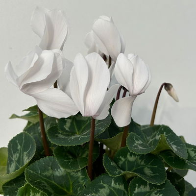 Alpenveilchen 'Meine Beste', weiß, Topf-Ø 13 cm, 3 Pflanzen Alpenveilchen 'Meine Beste', weiß, Topf-Ø 13 cm, 3 Pflanzen