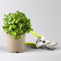 Pflanzenkreation 'Tequila Sunrise', 12 Pflanzen inkl. Erde und Dünger