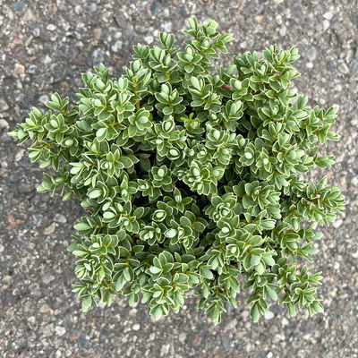 Strauchveronika 'Topiaria Silver', 3er-Set, Topf 12 cm Ø