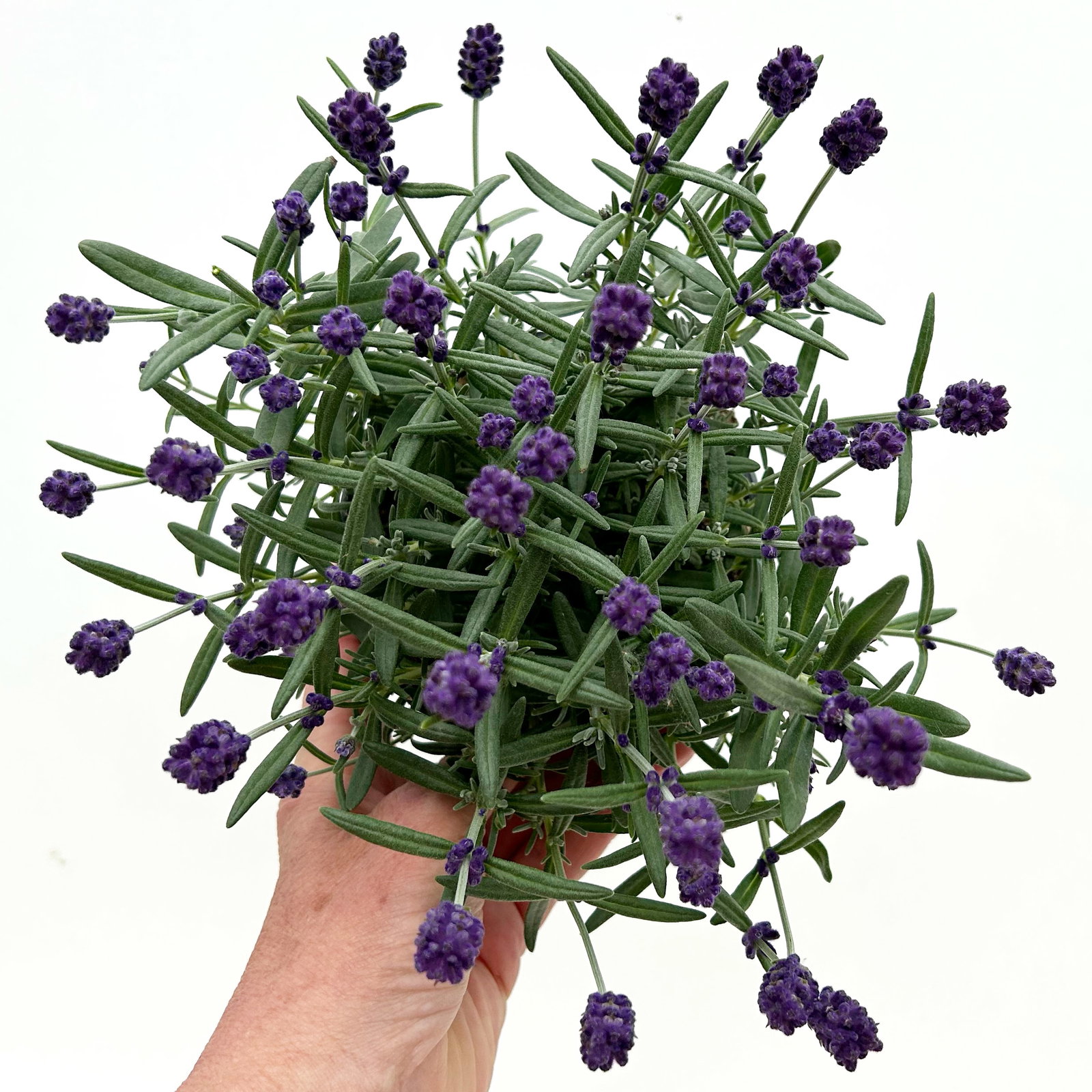 Lavendel 'Hidcote', blauviolett, Topf-Ø 12 cm, 6 Pflanzen Lavendel 'Hidcote', blauviolett, Topf-Ø 12 cm, 6 Pflanzen