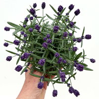 Lavendel 'Hidcote', blauviolett, Topf-Ø 12 cm, 6 Pflanzen Lavendel 'Hidcote', blauviolett, Topf-Ø 12 cm, 6 Pflanzen