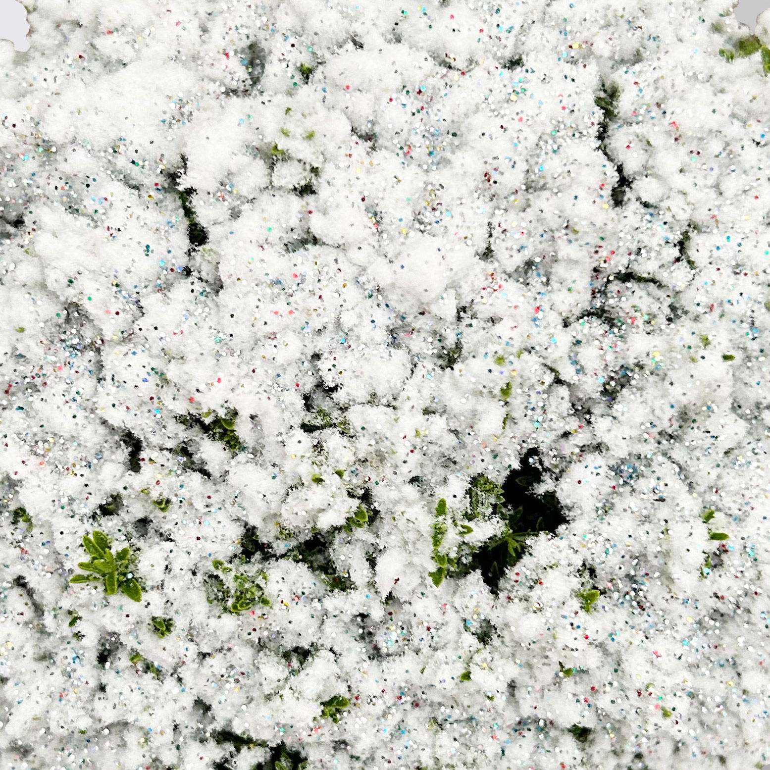 Hebe 'X-Mas Boys', winterweiß, Topf-Ø 12 cm, 6 Pflanzen Hebe 'X-Mas Boys', winterweiß, Topf-Ø 12 cm, 6 Pflanzen