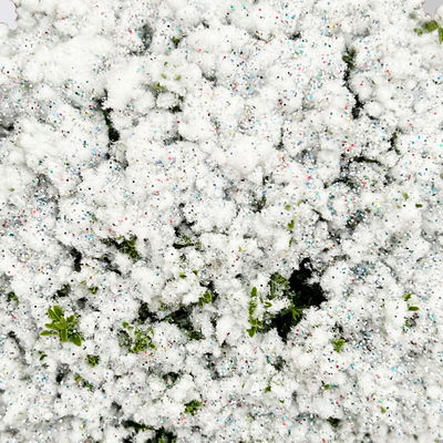 Hebe 'X-Mas Boys', winterweiß, Topf-Ø 12 cm, 6 Pflanzen Hebe 'X-Mas Boys', winterweiß, Topf-Ø 12 cm, 6 Pflanzen