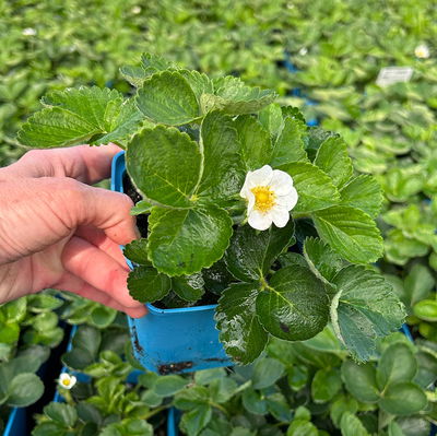 Bio Erdbeere Hummi® 'Süße Brumme', Topf 11x11 cm, 3 Pflanzen Bio Erdbeere Hummi® 'Süße Brumme', Topf 11x11 cm, 3 Pflanzen