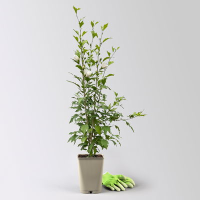Säulen-Gartenhibiskus 'Flower Tower White®' weiß, Höhe 40-60 cm, Topf 5 l