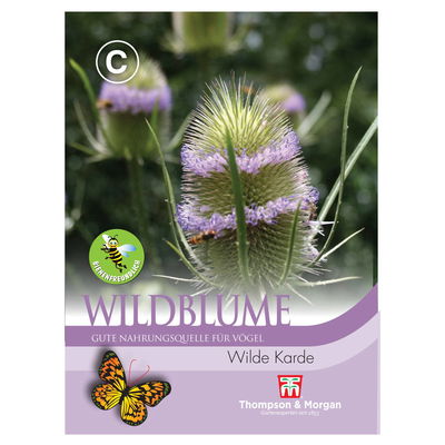 Wildblume Wilde Karde, ideal in Waldrabatten und an schattigen Plätzen