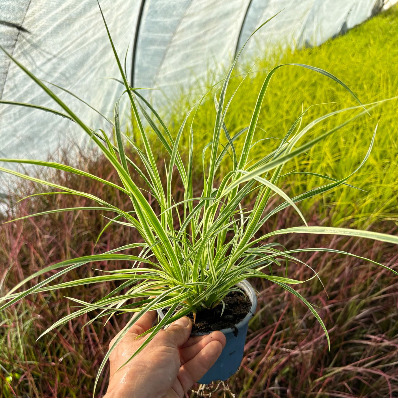 Buntes Lampenputzergras 'Sky Rocket', grün-weiß, Topf-Ø 12 cm, 3 Pflanzen