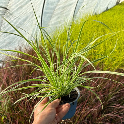 Buntes Lampenputzergras 'Sky Rocket', grün-weiß, Topf-Ø 12 cm, 3 Pflanzen Buntes Lampenputzergras 'Sky Rocket', grün-weiß, Topf-Ø 12 cm, 3 Pflanzen