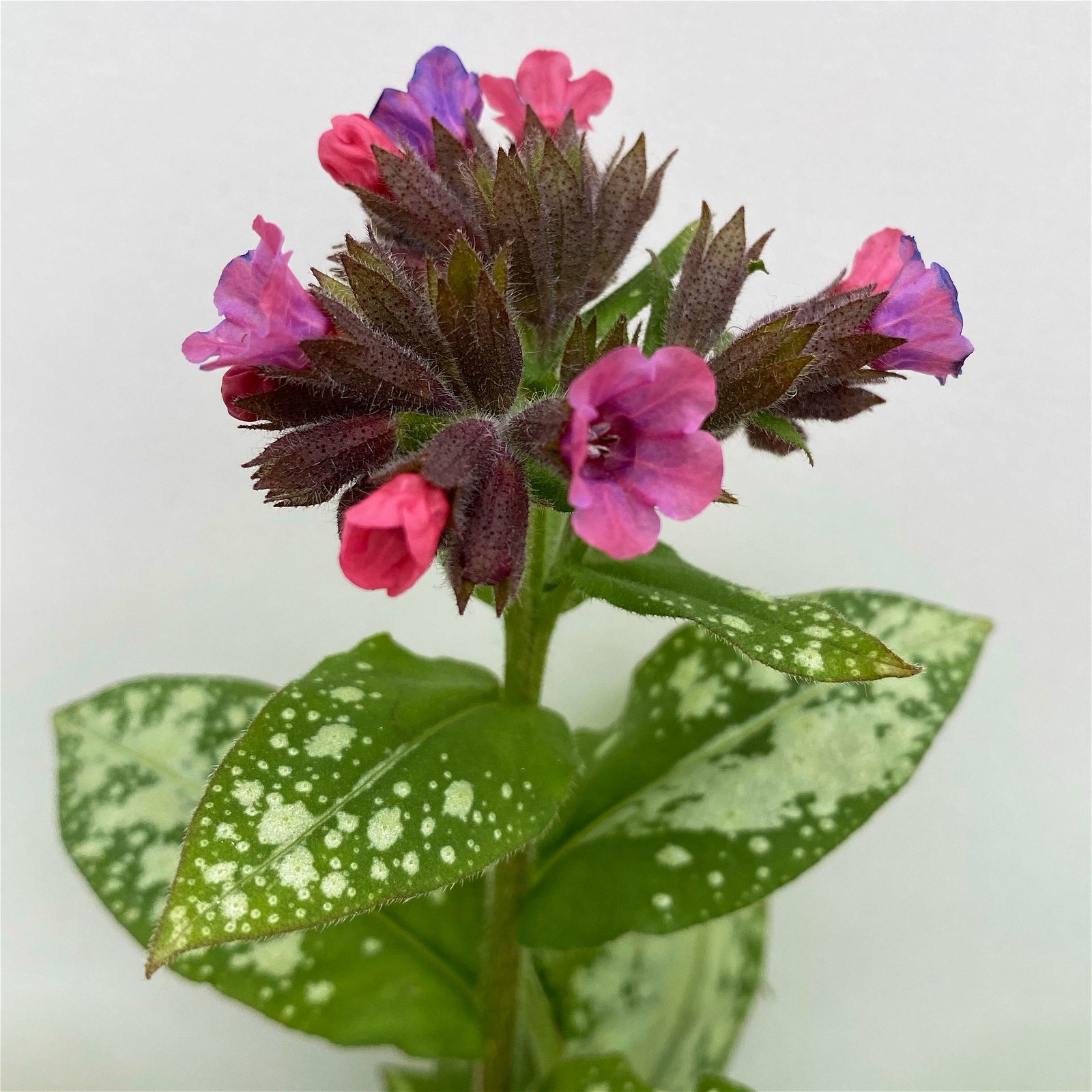 Lungenkraut 'Silver Bouquet' rosa-blau, Topf-Ø 12 cm, 3er-Set