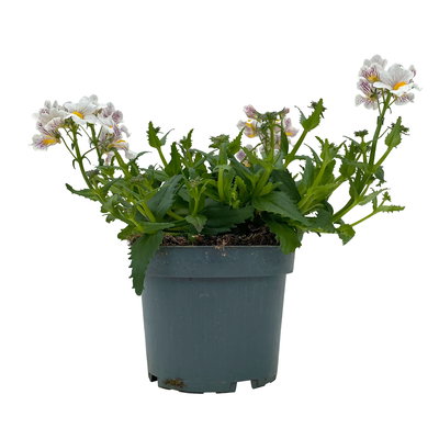 Elfenspiegel, weiß, Topf-Ø 12 cm, 6 Pflanzen