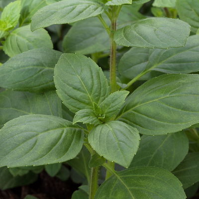 Bio Strauchbasilikum 'African White', Topf-Ø 12cm