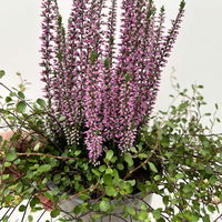 Knospenheide & Mühlenbeckia Duo, lila, Topf-Ø 13 cm, 6 Pflanzen