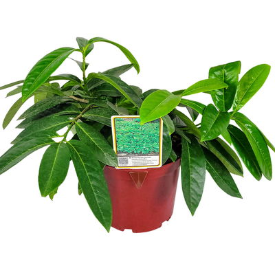 Bodendeckender Kirschlorbeer 'Mount Vernon', Topf 3 Liter , 5er-Set