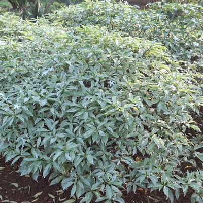 Bio Perlkörbchen 'Silberregen', silbrig weiß, Topf 11x11 cm, 3 Pflanzen Bio Perlkörbchen 'Silberregen', silbrig weiß, Topf 11x11 cm, 3 Pflanzen