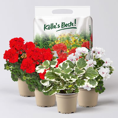 Pflanzenkreation Geranienzauber, klein, 4 Pflanzen inkl. Erde Pflanzenkreation Geranienzauber, klein, 4 Pflanzen inkl. Erde