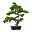 Kunstpflanze Bonsai Kiefer, Höhe ca. 65 cm
