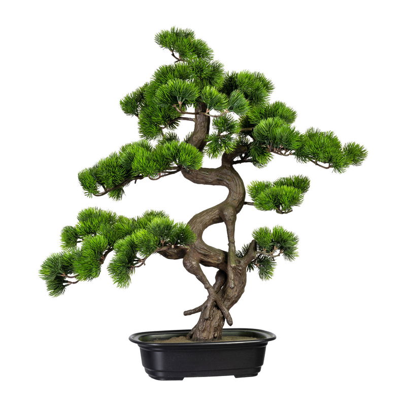 Kunstpflanze Bonsai Kiefer, Höhe ca. 65 cm online kaufen PflanzenKölle