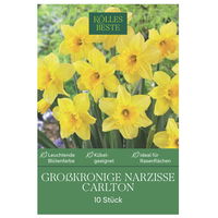 Osterglocken Carlton gelb, 10 Blumenzwiebeln